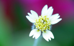 White Flowers Wallpapers 6