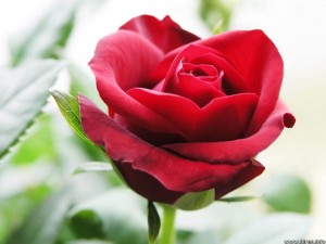 beautiful red roses wallpapers 3