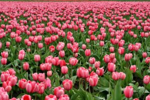 tulips-175600_960_720