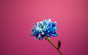 wallpape-flower-10